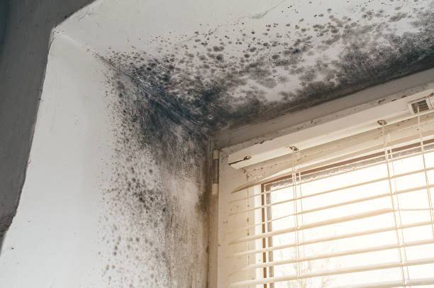 Trusted Commercial Mold Remediation service in Lake Dallas, TX - Cheap Mold Removal